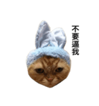 i just want to sleep meow（個別スタンプ：8）