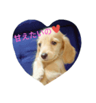 はぴわん わんこと一緒♪（個別スタンプ：6）