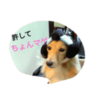 はぴわん わんこと一緒♪（個別スタンプ：7）