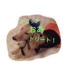 はぴわん わんこと一緒♪（個別スタンプ：8）