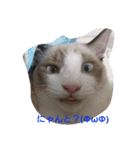 catsworld2（個別スタンプ：2）