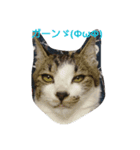 catsworld2（個別スタンプ：3）