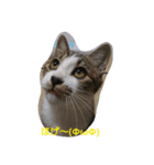 catsworld2（個別スタンプ：4）