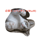catsworld2（個別スタンプ：7）