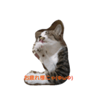 catsworld2（個別スタンプ：8）