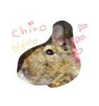 デグー♡スタンプ（個別スタンプ：1）