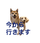 柴犬と白い雑種犬-2（個別スタンプ：37）