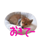 柴犬と白い雑種犬-3（個別スタンプ：33）