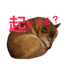 柴犬と白い雑種犬-3（個別スタンプ：38）