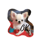 Chihuahawa 1（個別スタンプ：4）