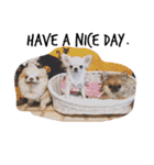 Chihuahawa 1（個別スタンプ：8）