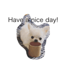 Chihuahawa 1（個別スタンプ：10）