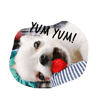 Chihuahawa 1（個別スタンプ：14）