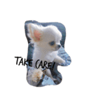 Chihuahawa 1（個別スタンプ：19）