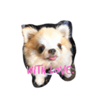 Chihuahawa 1（個別スタンプ：22）