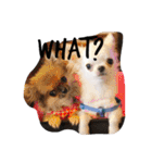 Chihuahawa 1（個別スタンプ：24）