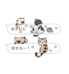 【おさむ】猫だらけの吹き出し（個別スタンプ：14）