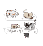 【しげる】猫だらけの吹き出し（個別スタンプ：17）