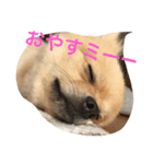 ポメコタロー（個別スタンプ：1）