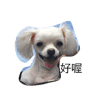 YUCHI DOGGY（個別スタンプ：1）