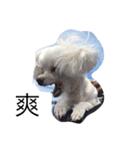 YUCHI DOGGY（個別スタンプ：2）