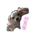 YUCHI DOGGY（個別スタンプ：3）
