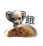 YUCHI DOGGY（個別スタンプ：4）