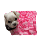 YUCHI DOGGY（個別スタンプ：5）