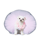 YUCHI DOGGY（個別スタンプ：6）