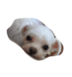 YUCHI DOGGY（個別スタンプ：7）