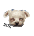 YUCHI DOGGY（個別スタンプ：8）