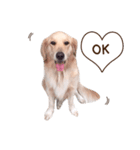PP Beautiful Dog（個別スタンプ：1）