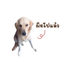 PP Beautiful Dog（個別スタンプ：2）