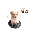 PP Beautiful Dog（個別スタンプ：3）