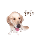 PP Beautiful Dog（個別スタンプ：4）
