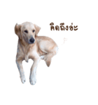 PP Beautiful Dog（個別スタンプ：5）