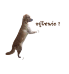 PP Beautiful Dog（個別スタンプ：6）