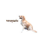PP Beautiful Dog（個別スタンプ：7）