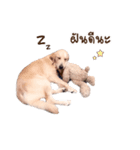 PP Beautiful Dog（個別スタンプ：8）