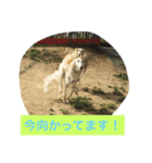 ボルゾイのアレンくん（個別スタンプ：2）