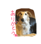 ボルゾイのアレンくん（個別スタンプ：6）