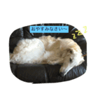 ボルゾイのアレンくん（個別スタンプ：8）
