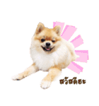 Maxwell's the little pom（個別スタンプ：1）