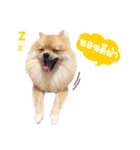 Maxwell's the little pom（個別スタンプ：2）