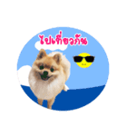 Maxwell's the little pom（個別スタンプ：3）