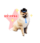 Maxwell's the little pom（個別スタンプ：4）