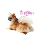 Maxwell's the little pom（個別スタンプ：5）