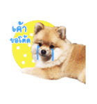 Maxwell's the little pom（個別スタンプ：6）