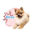 Maxwell's the little pom（個別スタンプ：7）
