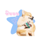 Maxwell's the little pom（個別スタンプ：8）
